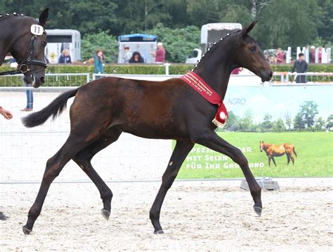 Championatstitel für Nachkommen der Landbeschäler SGV Sächsische