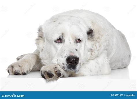 Alabay Dog stock image. Image of shepherd, sheepdog, large - 25801561