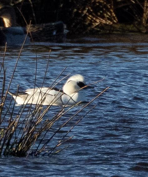 Smew Mark Slobin Flickr