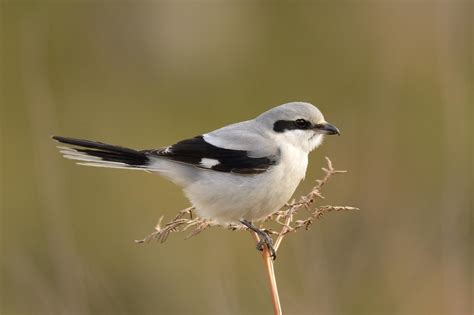 Great Grey Shrike By Mick Colquhoun Birdguides