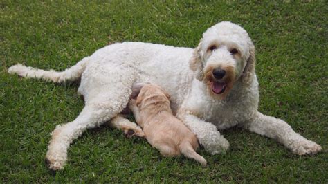 Australian Labradoodle: Dog Breed Information and Traits