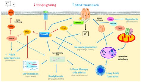 Illustration Of The Working Model Of Tgf β Signaling And Gaba