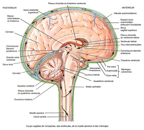 Coupe Sagittale Encephale Casimages