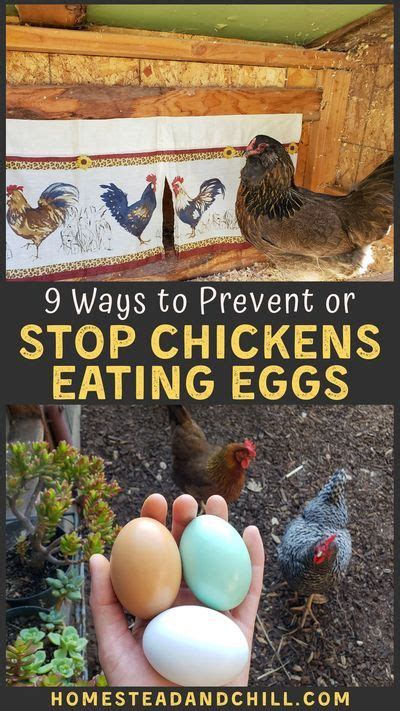 7 Tips How To Stop Chickens From Eating Eggs And Why They Do It Artofit