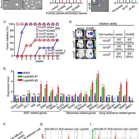 High Icam Enhances Stemness Properties Of Tnbc Cells In Vitro And In