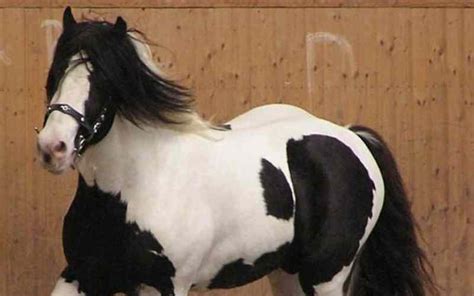 Piebald Horse - Fun Facts and Breed Profile - Equine Desire