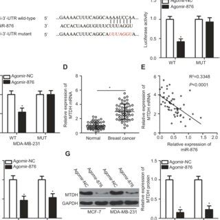 Identification Of Mtdh Mrna As A Direct Target Of Mir In Breast