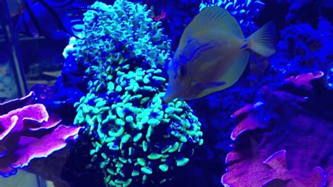 Black Light Fish Tanks