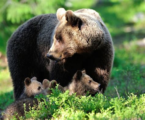 Pin By Samantha Begay On Interesting Images Brown Bear Bear Black Bear