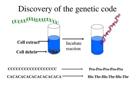 Ppt Lecture Mrna Splicing And Protein Synthesis Powerpoint