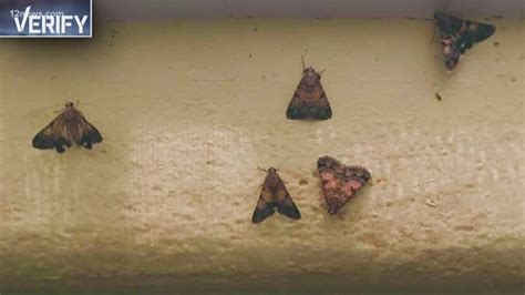 VERIFY: Where are these moths coming from? | 12news.com