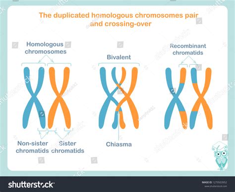 663 Duplicated Chromosome Images, Stock Photos & Vectors | Shutterstock