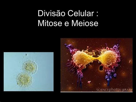 Divisão Celular Mitose e Meiose ppt carregar