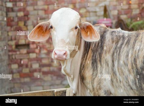 Capture American Brahman Cow Baby Cow Of American Brahman Breed The