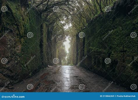 Fabulous Tunnel In The Rural Park Anaga In Tenerife Canary Islands