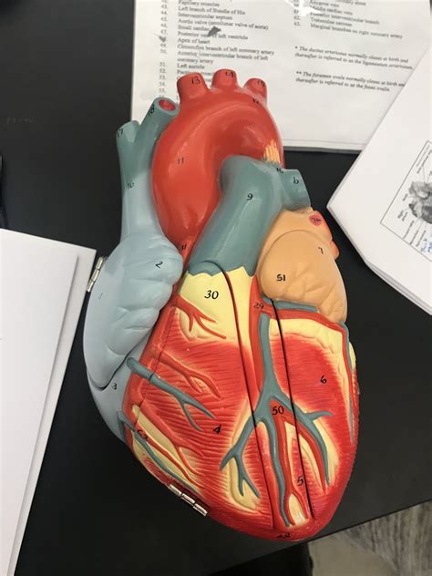 A P 2 Lab Heart Model Anatomy Anterior Superficial Diagram Quizlet