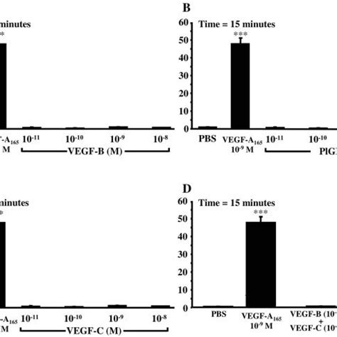 Regulation Of Vegf Receptors Phosphorylation By Selective Inhibitors