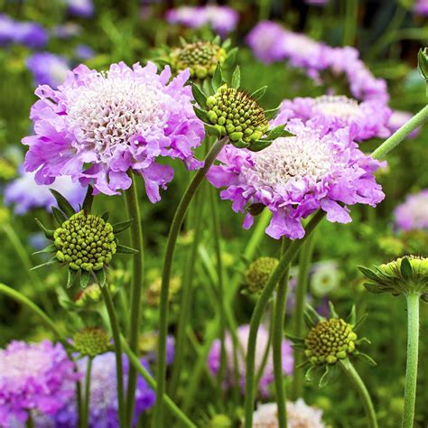 Scabiosa Columbaria Pink Mist Leafwise