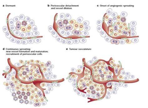 Angiogenesis Flashcards | Quizlet