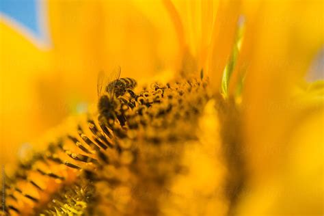 "Bee On Sunflower" by Stocksy Contributor "Javier Pardina" - Stocksy