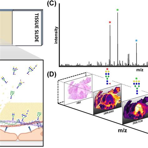 Maldi Imaging Mass Spectrometry For The Analysis Of Nglycans A