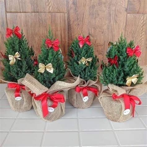 Three Small Christmas Trees In Burlocks Tied With Red Ribbon And Bows