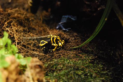 Definitive Guide To Yellow-banded Poison Dart Frog Facts, Habitat ...