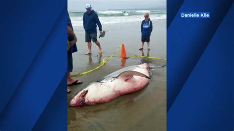 Photos Great White Shark Washes Up On Santa Cruz County Beach Abc7