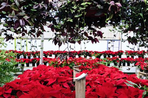 Poinsettias Under Baskets Meadow View Greenhouse Garden Center