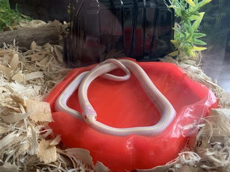 Just A Snek Taking A Bath My New Cali King Rsneks