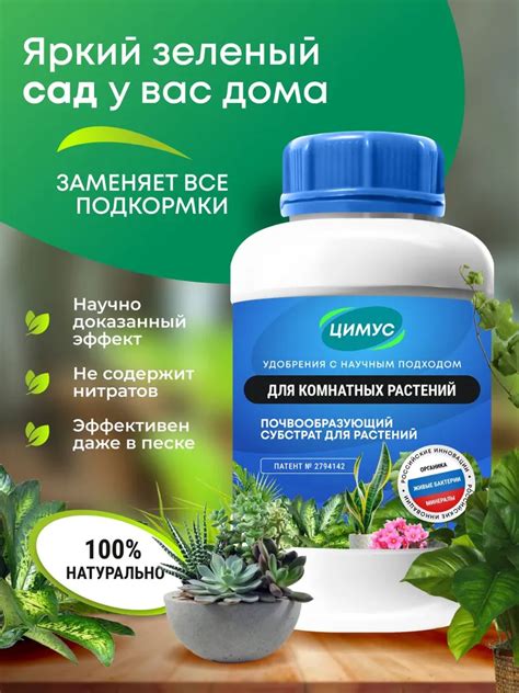 Азалия домашняя: выращивание с нуля