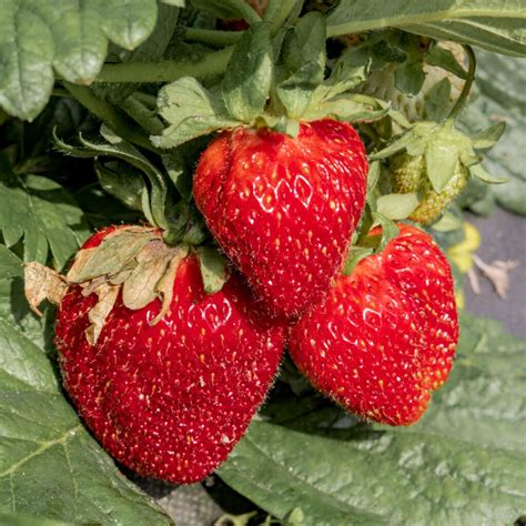 Recommended Strawberry Varieties By State Updated 2022