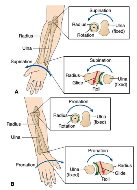 Proximal Radioulnar Joint