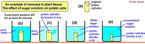 Demonstrations Of Osmosis Investigating Using Semi Permeable Membrane Bags Potato Cylinders