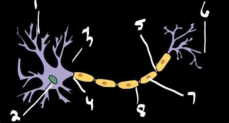 Neuron Diagram Diagram | Quizlet