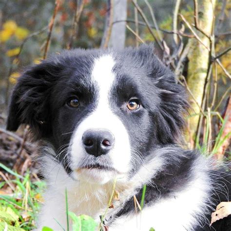 Bravo Z Uroczyska Fci Zkwp Szczeniak Border Collie Czarno Bia Y