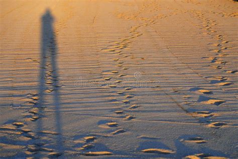Shade On A Beach Picture Image 4455704