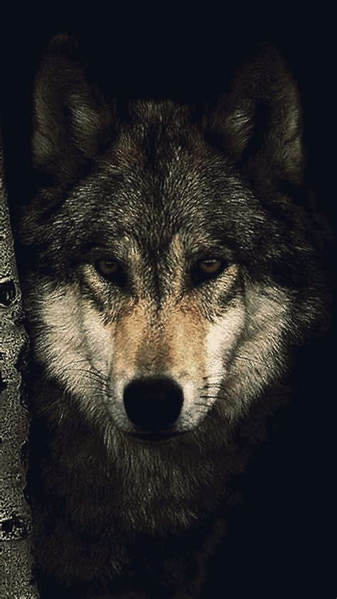 Wolf Wallpaper For IPhone 72 Images