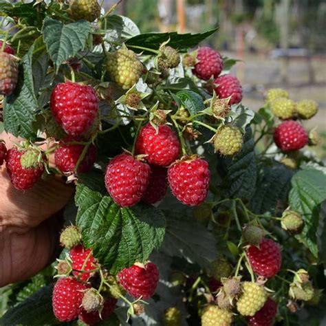 Rubus Idaeus Himbo Top