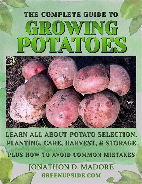 Potato Planting Guide 7 Key Steps For Planting Potatoes Greenupside