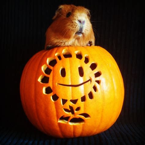 Pumpkin Carving Patterns and Stencils - Zombie Pumpkins! - Galleries