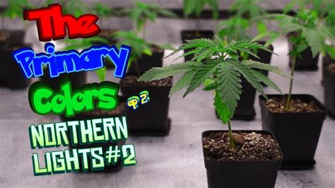 Growing Weed From Seed Nl The Primary Colors Of Cannabis Ep