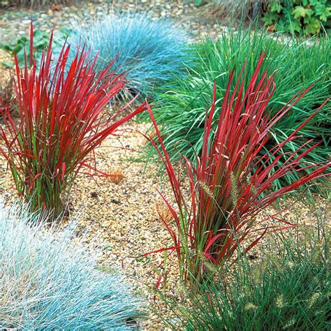 Red Baron Japanese Blood Grass