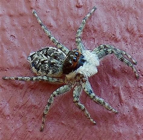 What To Do About Spiders And Webs Loma Vista Farm