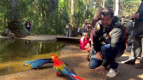 Fomos No Parques Das Aves Em Foz Do Igua U Passeio Lindo Youtube