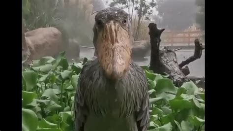 Shoebill Stork Meme In Rain No Rain Effect Youtube