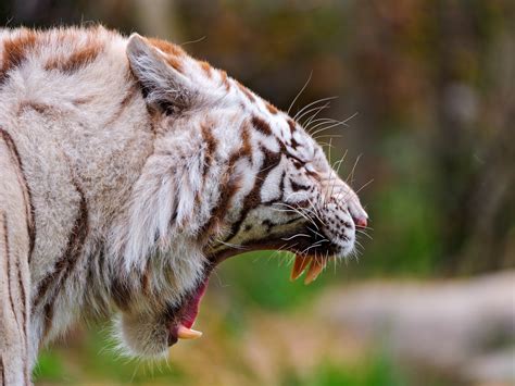 壁纸 草 野生动物 大猫 白老虎 晶须 野猫 动物群 脊椎动物 特写 猫像哺乳动物 鬃毛 打哈欠