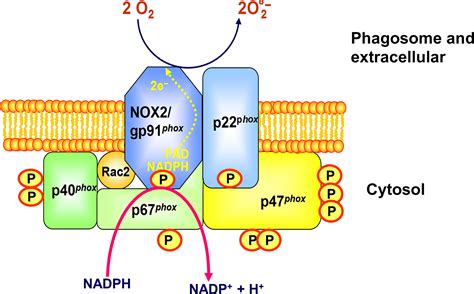 Nadph Oxidase Activation In Neutrophils Role Of The Phosphorylation Of