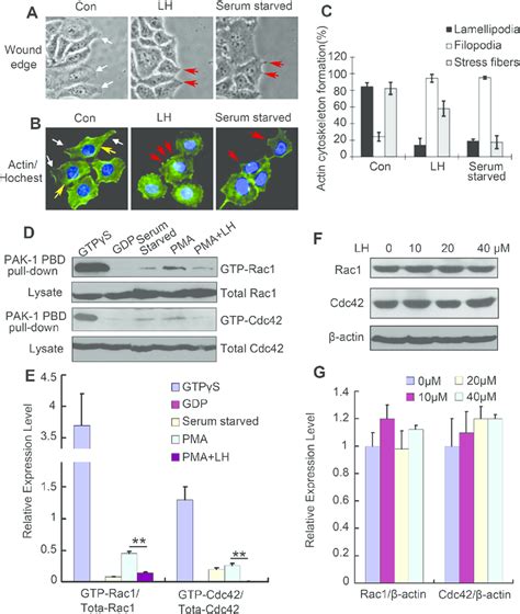 Lh Suppressed The Lamellipodia Formation And Inhibited Rac Cdc