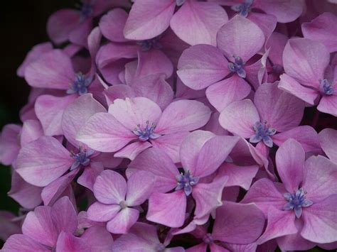 Gratis Foto Hortensia Paars Bloem Fauna Gratis Afbeelding Op